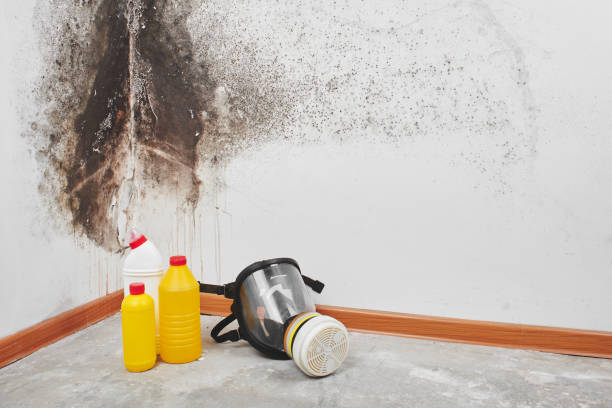 Best Office Mold Removal Services  in Renova, MS