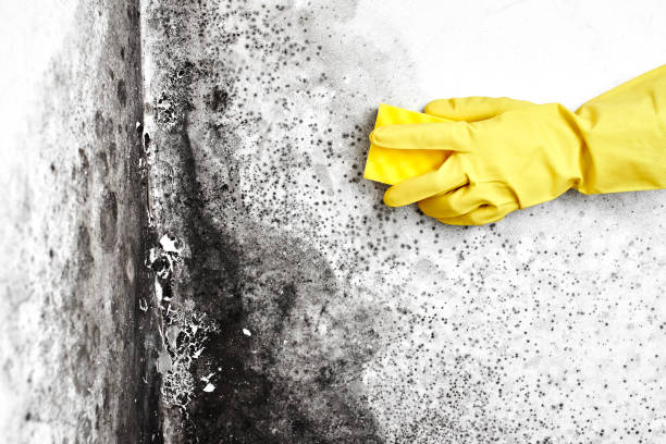 Best Mold Damage Repair  in Renova, MS