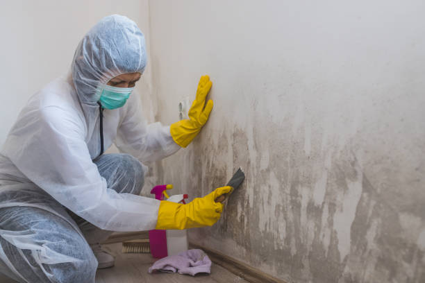Best Mold Inspection  in Renova, MS