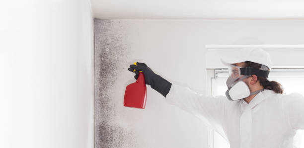 Attic Mold Removal in Renova, MS
