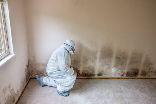 Best Mold Testing  in Renova, MS