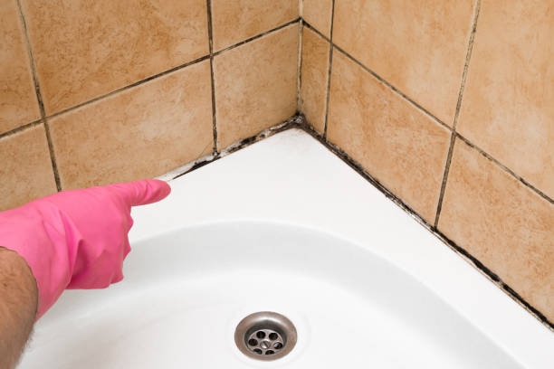 Best Crawl Space Mold Removal  in Renova, MS