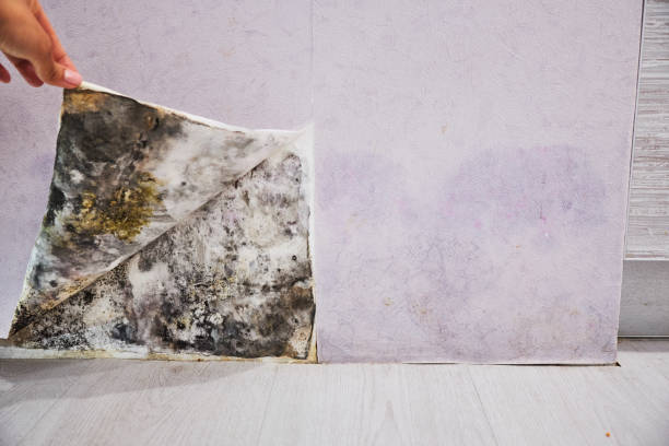 Reliable Renova, MS Mold Removal Solutions